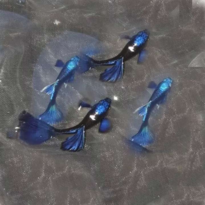 Cá 7 màu Blue Tazan