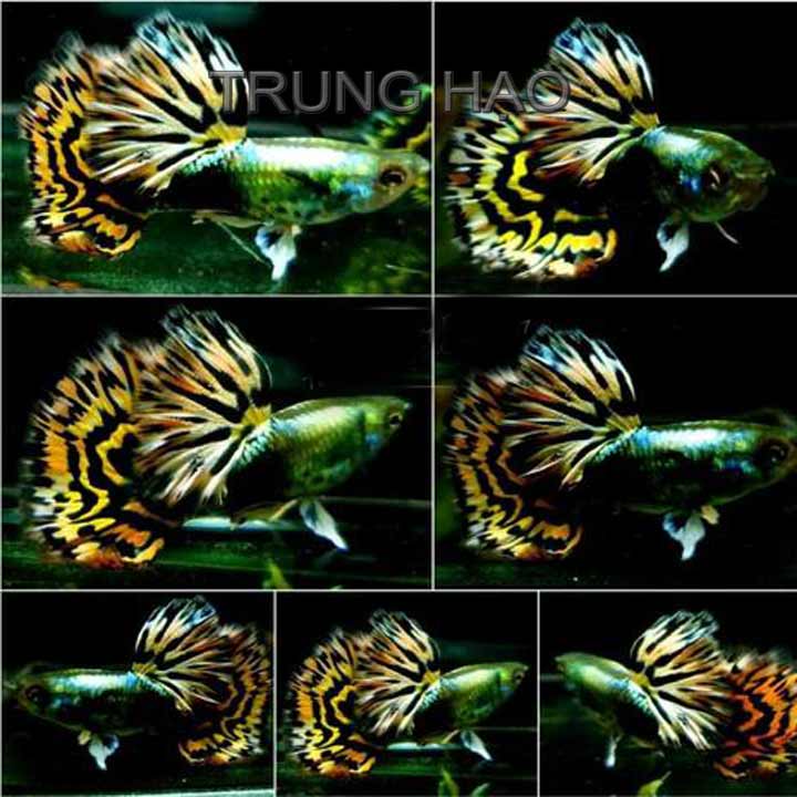 cá bảy màu tiger hm