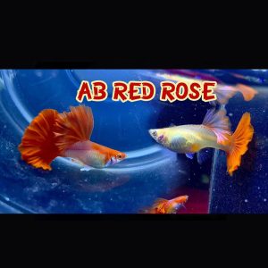 ab red rose guppy