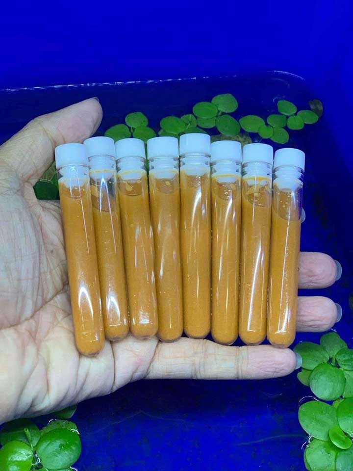 Atermia đông lạnh