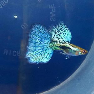 Blue Grass Guppy