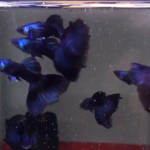 Blue Tazan Guppy