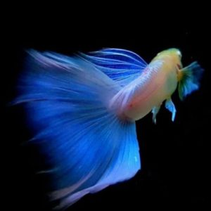 Blue Topaz Guppy