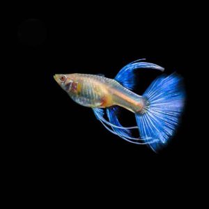 Blue Topaz Ribbon Guppy