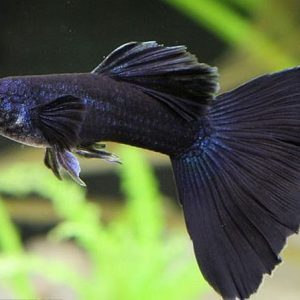 ca-7-mau-full-black