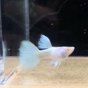 cá 7 màu Full Platinum