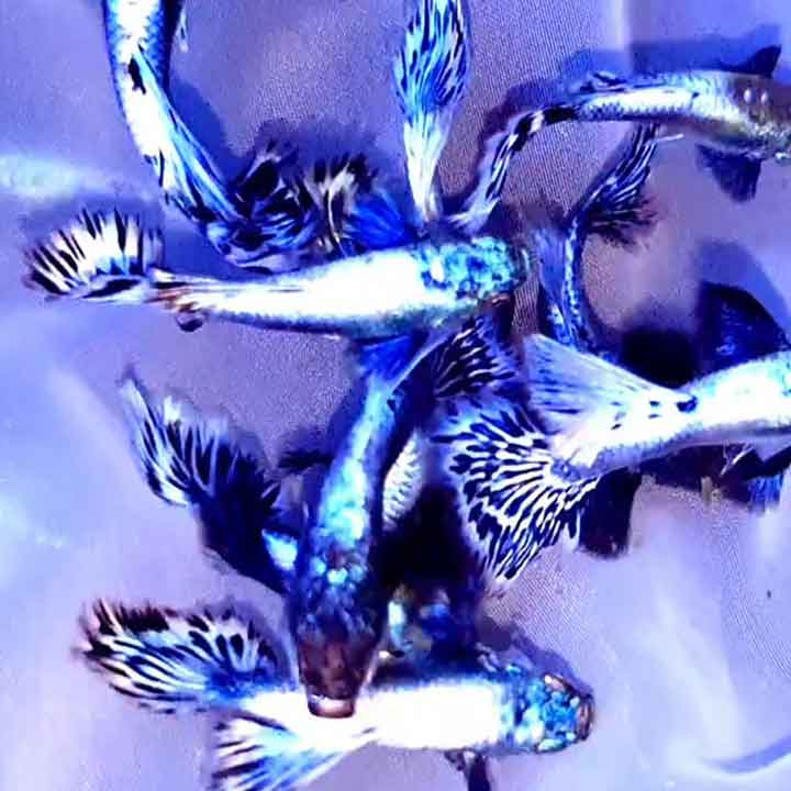 Cá 7 màu Rồng Tím
