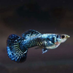 Cá 7 màu Rồng Xanh