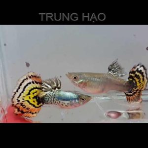 cá 7 màu tiger halfmoon