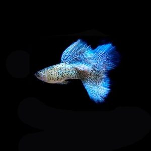 Cá bảy màu Blue Lace
