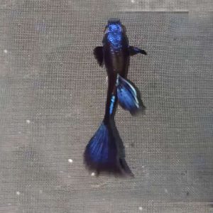 Cá bảy màu Blue Tazan