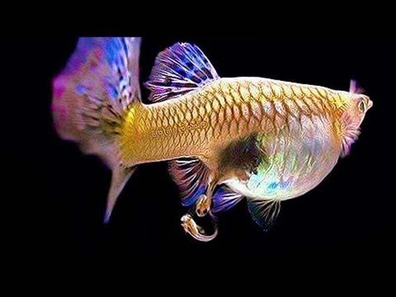 Cá bảy màu đẻ con