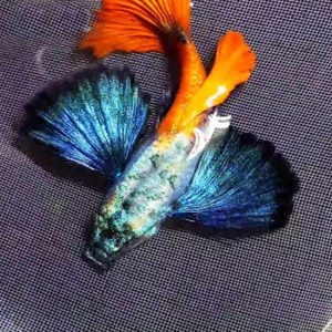 Cá bảy màu Dumbo Red Tail