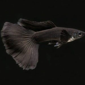 Cá bảy màu Full Black
