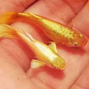 Cá Bảy Màu Full Gold