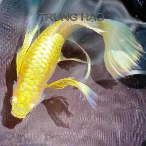 Cá bảy màu Full Gold Ribbon