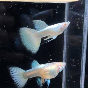 Full Platinum Guppy