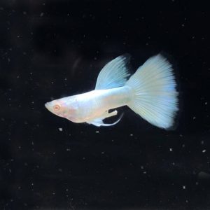 Cá bảy màu Full Platinum