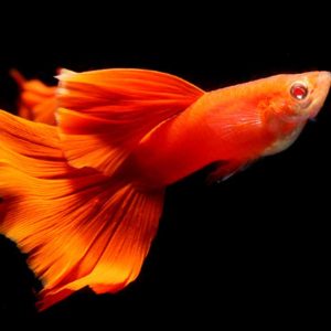 Cá bảy màu Full Red