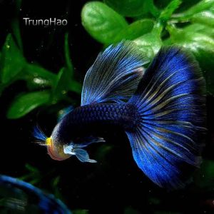 Cá bảy màu HB Blue