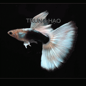 Cá Bảy Màu HB White Guppy