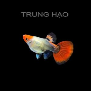 cá bảy màu Koi Đen Short