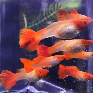 Cá bảy màu Koi Đỏ