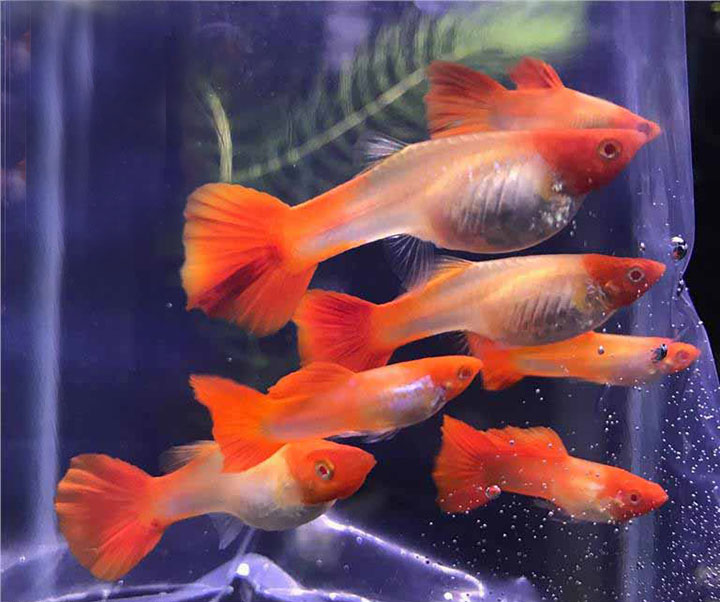 ca-bay-mau-koi-do Cá bảy màu Koi Đỏ