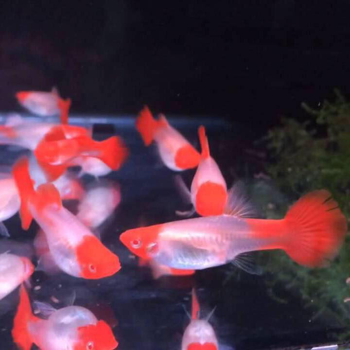 ca-bay-mau-koi-gen-red-ear Cá bảy màu Koi Gen Red Ear