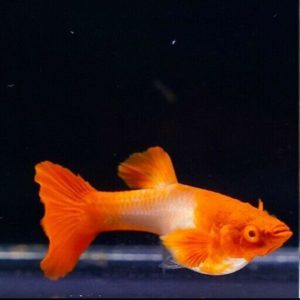 Cá bảy màu Koi Red Ear