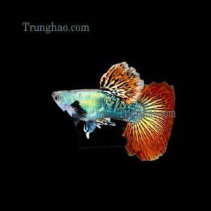 Cá bảy màu rồng đỏ