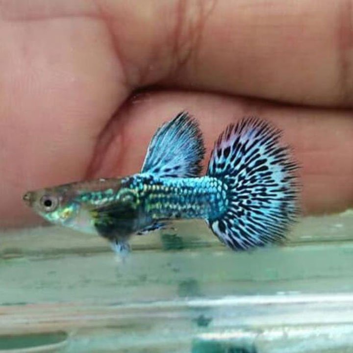 ca-bay-mau-rong-xanh-indo Cá bảy màu Rồng Xanh Indo