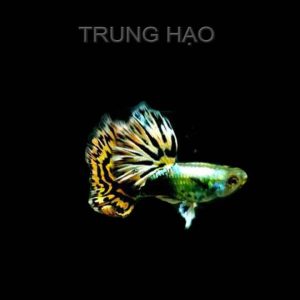 Cá bảy màu Tiger Halfmoon
