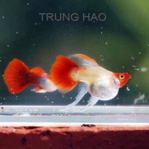 wild koi short ribbon