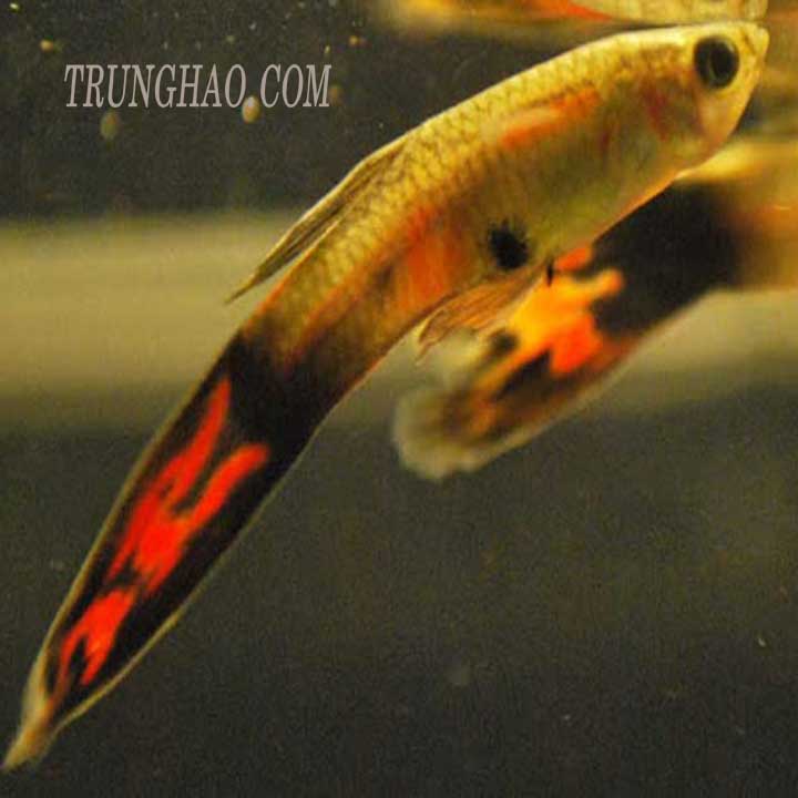 ca-bi-tum-duoi-2 cá bị túm đuôi