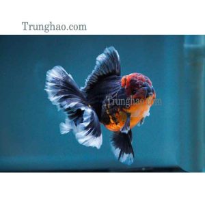 Cá Oranda
