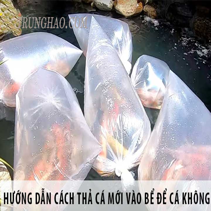 cách dưỡng cá 7 màu mới về không bị chết