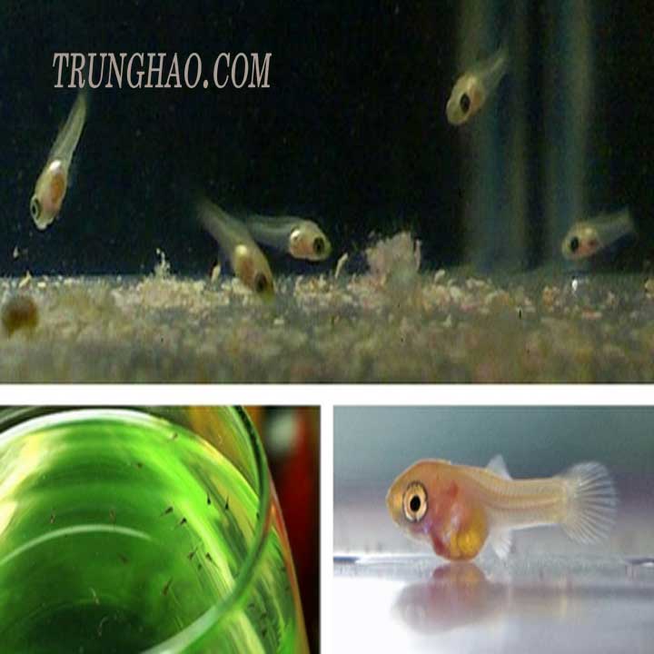Cách nuôi cá bảy màu con