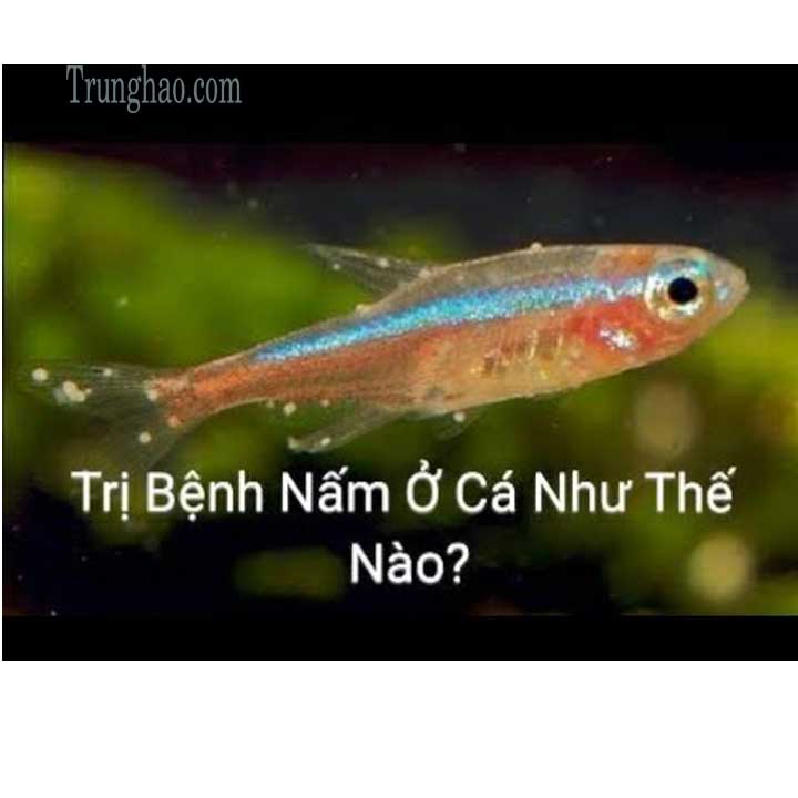 dấu hiệu cá bị nấm