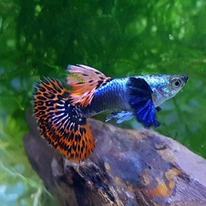 Dumbo mosaic Guppy