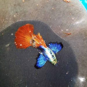 Dumbo Red Tail