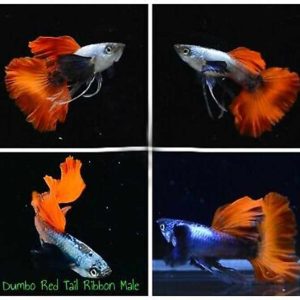 Dumbo Red Tail Ribbon