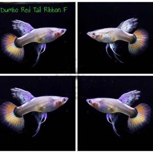 Cá Dumbo Red Tail