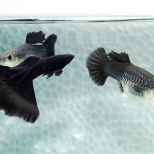 Full-Black-Guppy