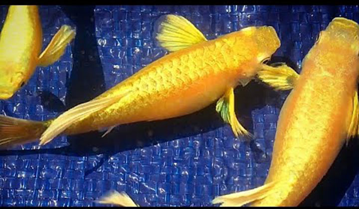 Full Gold Guppy