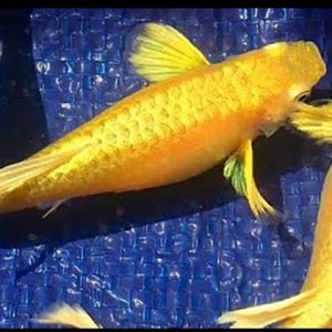 Full Gold Guppy