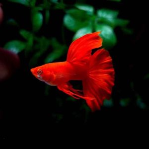 Full Red Guppy