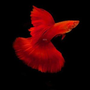 Full Red Guppy