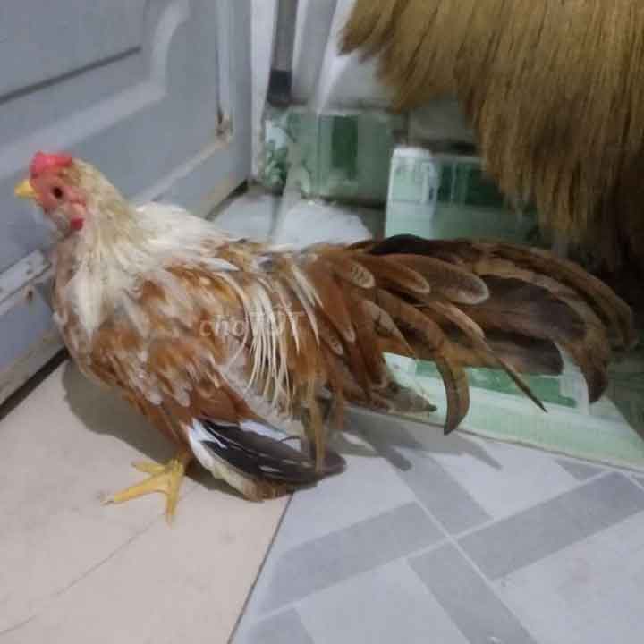 ga-tre-tan-chau-3-thang-tuoi Gà Tre Tân Châu 3 Tháng Tuổi