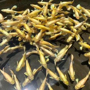 Guppy Full Gold